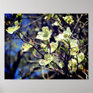 Affiche Fleurs de Dogwood Blanc