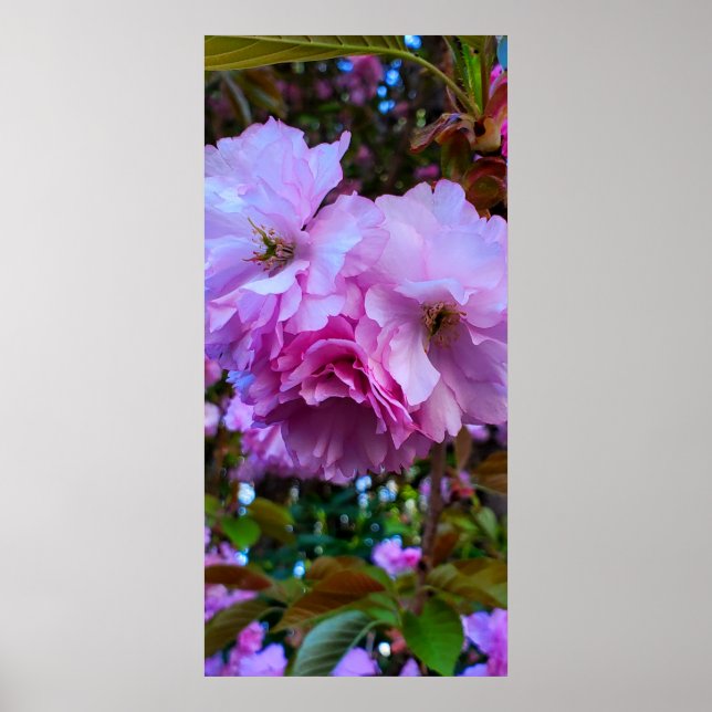 Affiche Fleurs de fleurs de cerisier rose (Devant)
