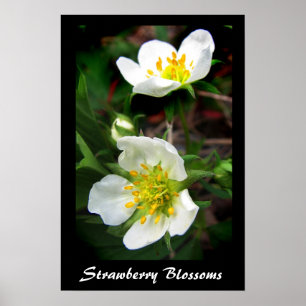Affiche Fleurs de fraises
