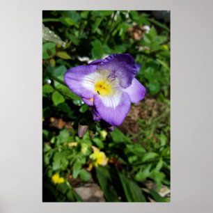 Affiche Fleurs de Freesia Violettes