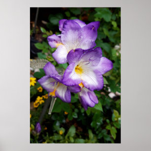 Affiche Fleurs de Freesia Violettes