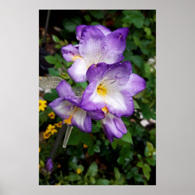 Affiche Fleurs de Freesia Violettes (Devant)