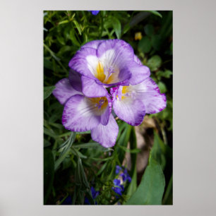 Affiche Fleurs de Freesia Violettes