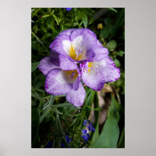 Affiche Fleurs de Freesia Violettes (Devant)