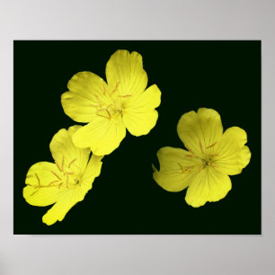 Affiche Fleurs de géranium Jaune Flottantes