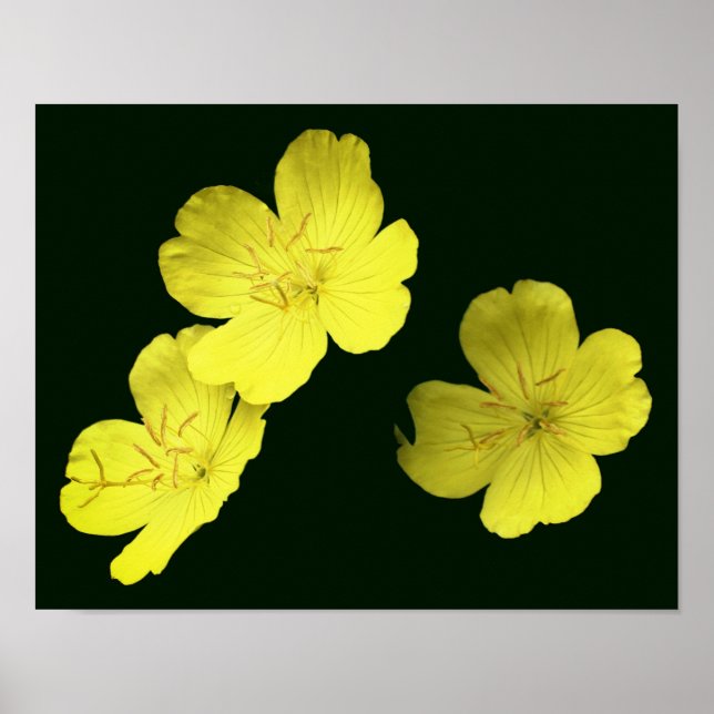 Affiche Fleurs de géranium Jaune Flottantes (Devant)