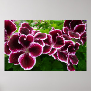 Affiche Fleurs de géranium Regal Élégant Maroon Floral Lug