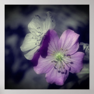 Affiche Fleurs de géranium violet Couleur partielle