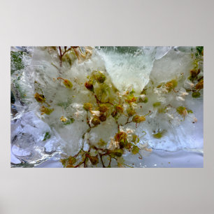 Affiche Fleurs de Glace, 