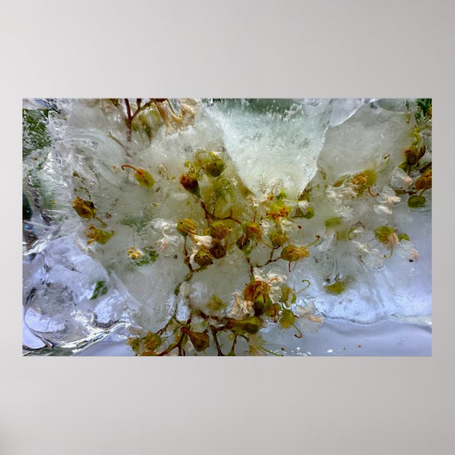 Affiche Fleurs de Glace,  (Devant)