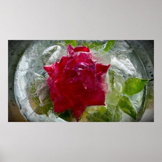 Affiche Fleurs de Glace (Devant)