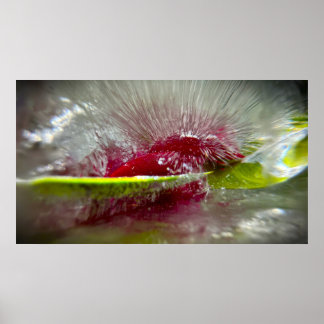 Affiche Fleurs de Glace