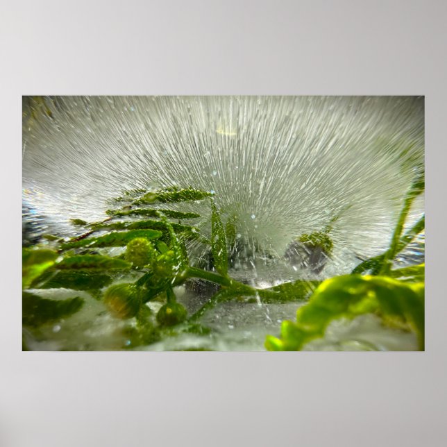 Affiche Fleurs de Glace (Devant)