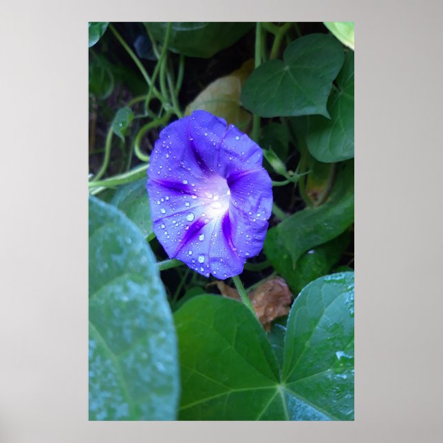 Affiche Fleurs de gloire du matin, Ipomoea avec gouttes de (Devant)