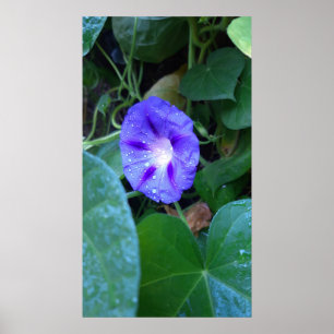 Affiche Fleurs de gloire du matin, Ipomoea avec Raindrops