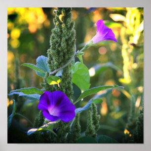 Affiche Fleurs de gloire violet sauvage du matin