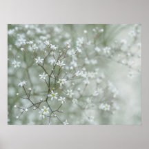 Fleurs de Gypsophile Photographie de Nature Envoût