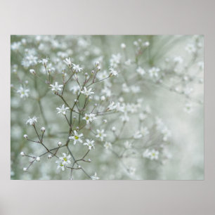 Affiche Fleurs de Gypsophile Photographie de Nature Envoût