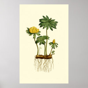 Affiche Fleurs de Hellebore d'hiver