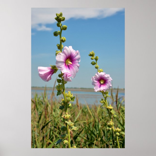 Affiche Fleurs de hollyhocs roses (Devant)
