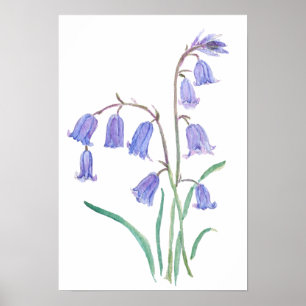 Affiche fleurs de jacinthe d'eau aquarelle fleurs
