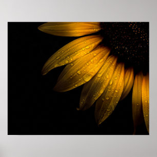 Affiche Fleurs de jardin 28 tournesol
