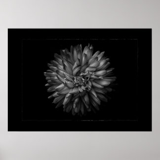 Affiche Fleurs de jardin à l'arrière-plan en noir et blanc
