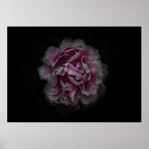 Affiche Fleurs de jardin arrière n° 115 version couleur