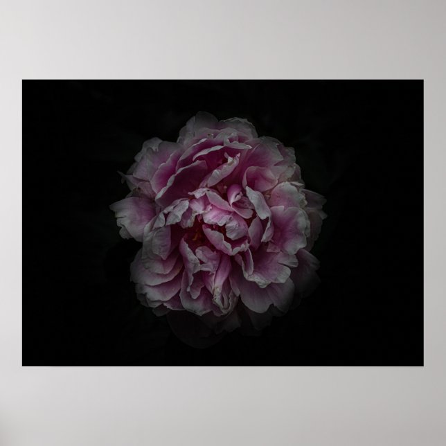 Affiche Fleurs de jardin arrière n° 115 version couleur (Devant)