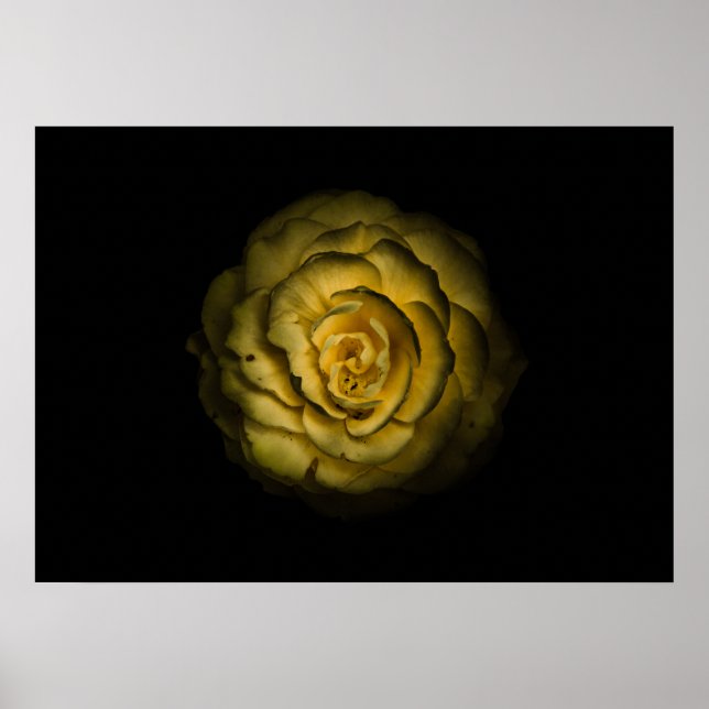 Affiche Fleurs de jardin arrière N° 85 Version couleur (Devant)
