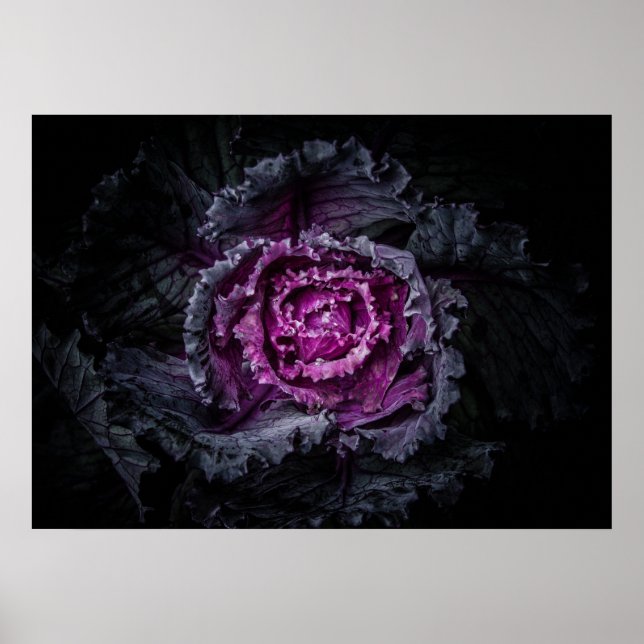 Affiche Fleurs de jardin arrière N° 92 Version couleur (Devant)