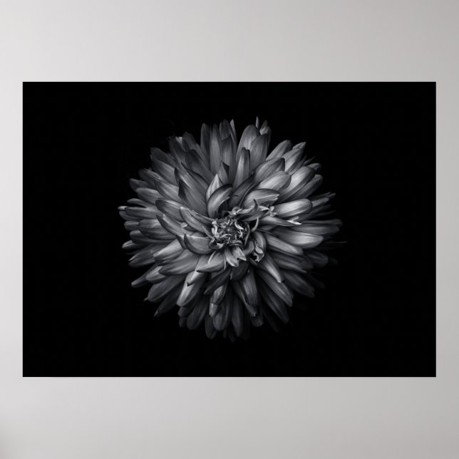 Affiche Fleurs de jardin en noir et blanc 20 (Devant)