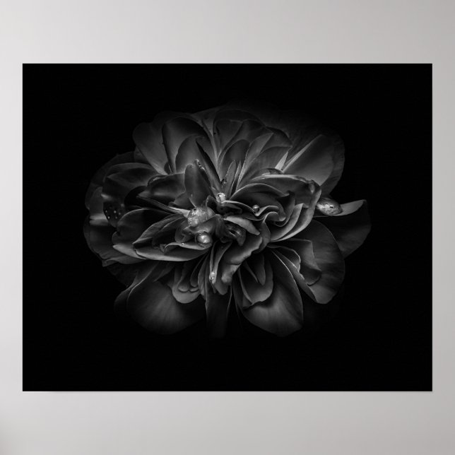 Affiche Fleurs de jardin en noir et blanc 67 (Devant)