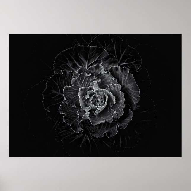 Affiche Fleurs de jardin en noir et blanc n° 100 (Devant)