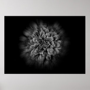 Affiche Fleurs de jardin en noir et blanc n° 54 Flow