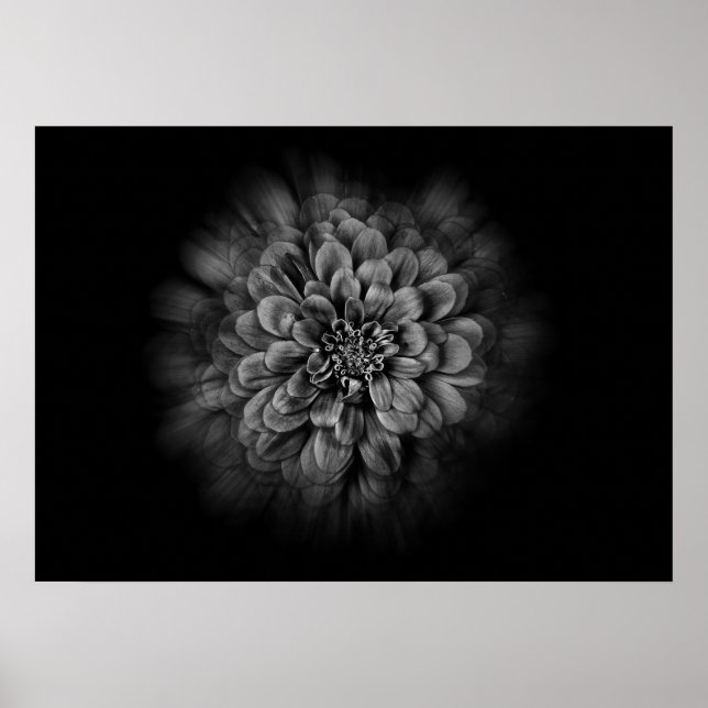 Affiche Fleurs de jardin en noir et blanc n° 54 Flow (Devant)