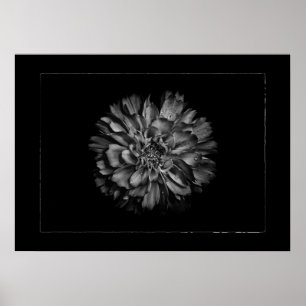 Affiche Fleurs de jardin en noir et blanc n° 79 bordure