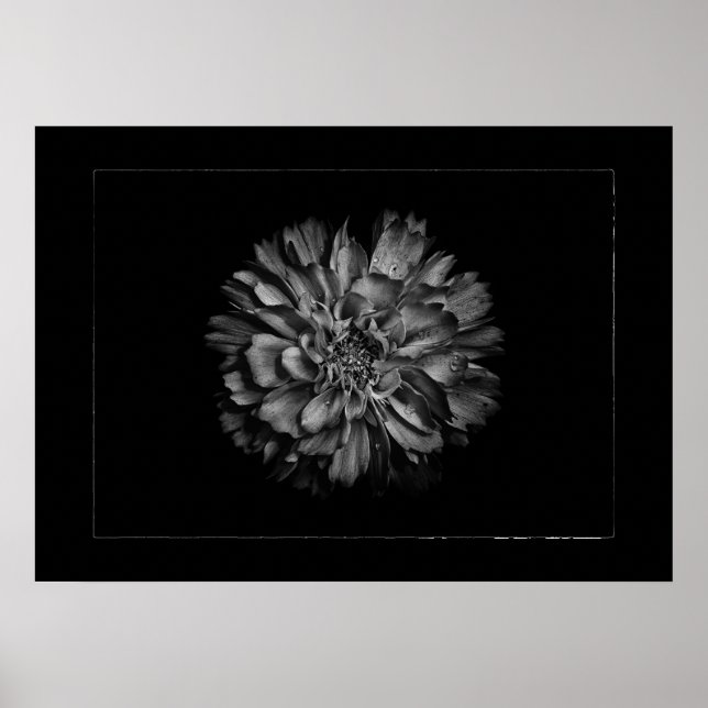 Affiche Fleurs de jardin en noir et blanc n° 79 bordure (Devant)