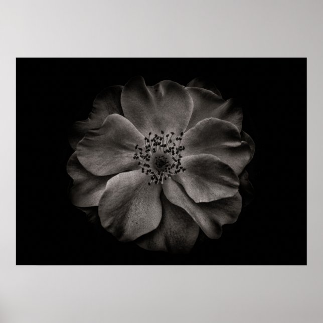 Affiche Fleurs de jardin en noir et blanc n° 84 (Devant)
