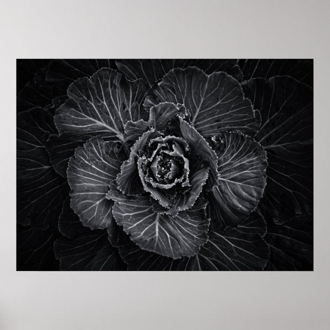Affiche Fleurs De jardin En Noir Et Blanc No 108 (Devant)