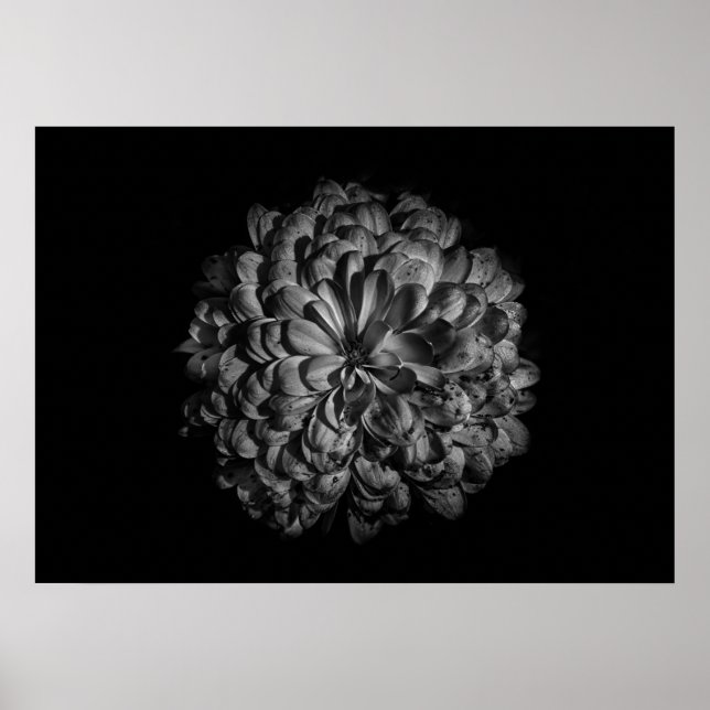 Affiche Fleurs De jardin En Noir Et Blanc No 48 (Devant)