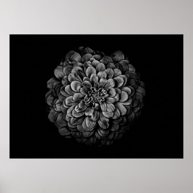 Affiche Fleurs De jardin En Noir Et Blanc No 54 (Devant)
