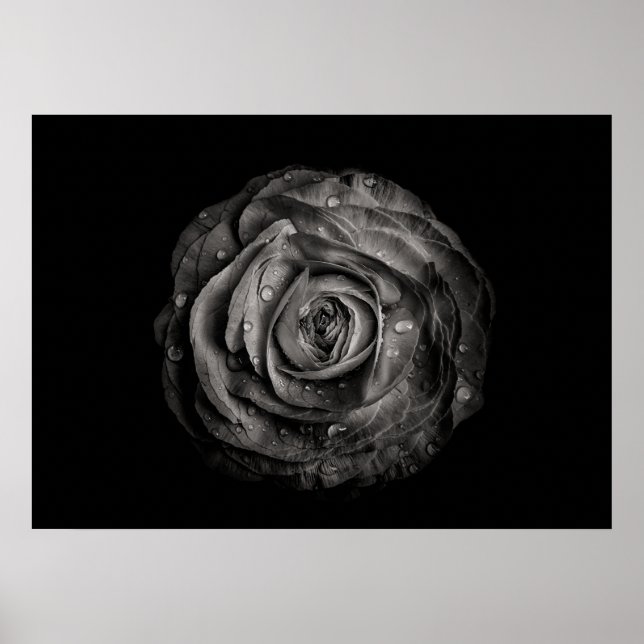 Affiche Fleurs De jardin En Noir Et Blanc No 72 (Devant)