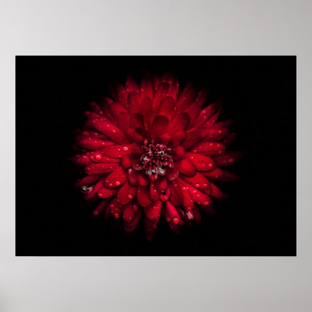 Affiche Fleurs de jardin No 45 Version couleur (Devant)