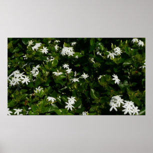 Affiche Fleurs de jasmin Botanique tropicale florale