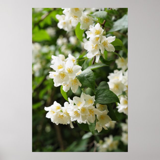 Affiche Fleurs de jasmin dans le jardin (Devant)