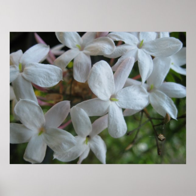 Affiche Fleurs de jasmin rose (Devant)