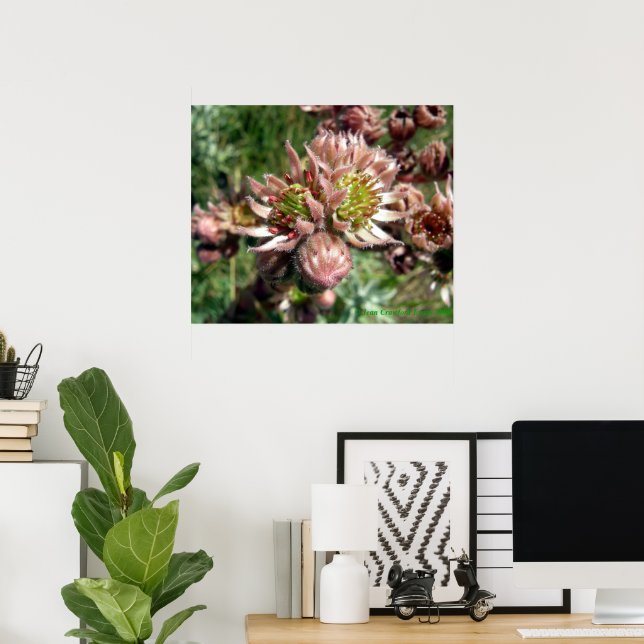 Affiche Fleurs de Joubarbe (Sempervivum) (Bureau à domicile)