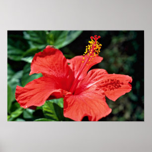 Affiche Fleurs de ketmie