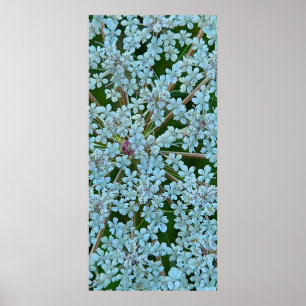 Affiche Fleurs de la Reine Anne